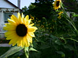 Click to see sunflower.jpg